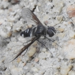 Thraxan sp. (genus) (A bee fly) at Namadgi National Park - 10 Jan 2024 by JohnBundock