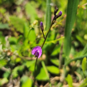 Glycine tabacina at QPRC LGA - 11 Jan 2024