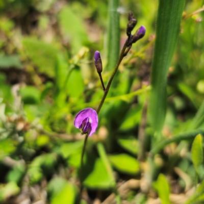 Glycine tabacina (Variable Glycine) at Bungendore, NSW - 11 Jan 2024 by Csteele4