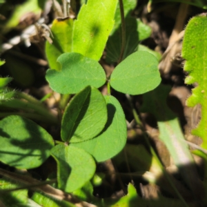 Glycine tabacina at QPRC LGA - 11 Jan 2024