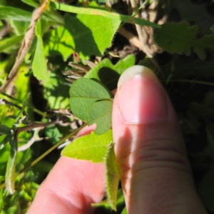 Glycine tabacina at QPRC LGA - 11 Jan 2024