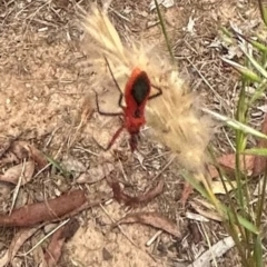 Gminatus australis (Orange assassin bug) at Higgins Woodland - 7 Jan 2024 by Jillw