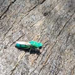 Primeuchroeus sp. (genus) (Cuckoo Wasp) at Acton, ACT - 8 Jan 2024 by RangerGregor