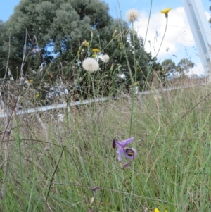 Lasioglossum (Chilalictus) sp. (genus & subgenus) at St Marks Grassland (SMN) - suppressed