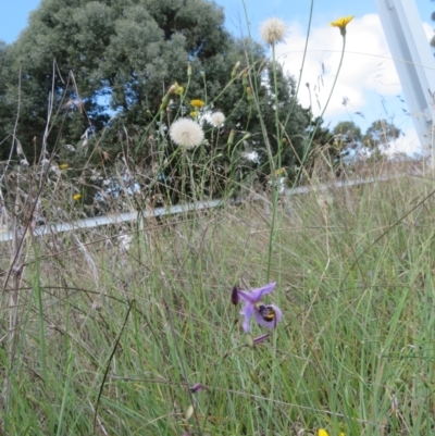 Lasioglossum (Chilalictus) sp. (genus & subgenus) (Halictid bee) at St Marks Grassland (SMN) - 11 Jan 2024 by julbell1