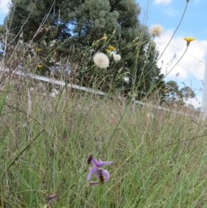 Lasioglossum (Chilalictus) sp. (genus & subgenus) at St Marks Grassland (SMN) - suppressed