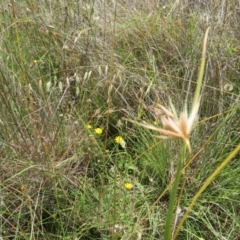 Lasioglossum (Chilalictus) sp. (genus & subgenus) at St Marks Grassland (SMN) - suppressed