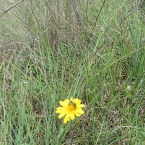 Lasioglossum (Chilalictus) sp. (genus & subgenus) at St Marks Grassland (SMN) - suppressed