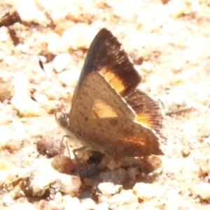 Paralucia aurifera at Namadgi National Park - 10 Jan 2024