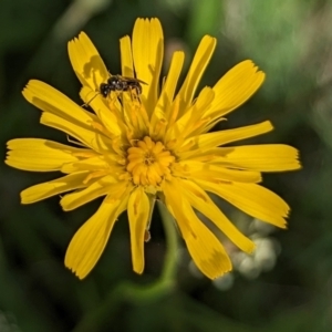 Lasioglossum (Homalictus) sp. (genus & subgenus) at Undefined Area - 11 Jan 2024 08:59 AM