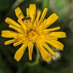 Lasioglossum (Homalictus) sp. (genus & subgenus) (Furrow Bee) at Ainslie Volcanics Grassland (AGQ) - 10 Jan 2024 by emmelinenorris