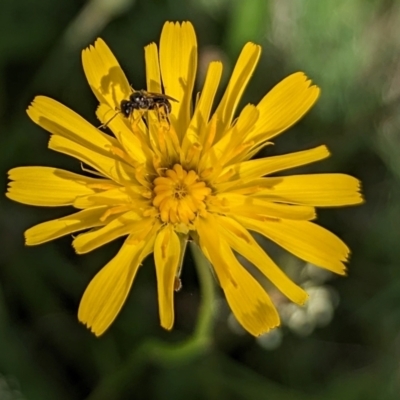 Lasioglossum (Homalictus) sp. (genus & subgenus) (Furrow Bee) at Ainslie Volcanics Grassland (AGQ) - 10 Jan 2024 by emmelinenorris