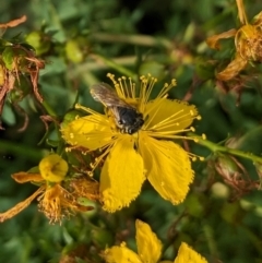 Lasioglossum (Chilalictus) sp. (genus & subgenus) (Halictid bee) at Ainslie volcanic grassland - 10 Jan 2024 by emmelinenorris