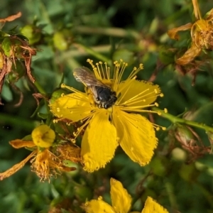 Lasioglossum (Chilalictus) sp. (genus & subgenus) at Ainslie Volcanics Grassland (AGQ) - 11 Jan 2024