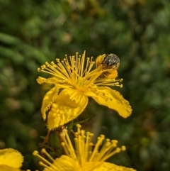 Lasioglossum (Chilalictus) sp. (genus & subgenus) at Ainslie Volcanics Grassland (AGQ) - 11 Jan 2024