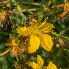 Lasioglossum (Chilalictus) sp. (genus & subgenus) at Ainslie Volcanics Grassland (AGQ) - 11 Jan 2024