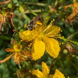 Lasioglossum (Chilalictus) sp. (genus & subgenus) at Ainslie Volcanics Grassland (AGQ) - 11 Jan 2024