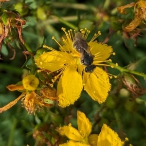 Lasioglossum (Chilalictus) sp. (genus & subgenus) at Ainslie Volcanics Grassland (AGQ) - 11 Jan 2024