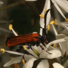 Snellenia lineata (A concealer moth) at Ainslie, ACT - 10 Jan 2024 by jb2602