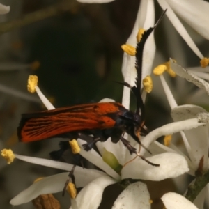 Snellenia lineata at Mount Ainslie - 10 Jan 2024