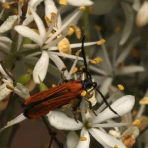 Snellenia lineata at Mount Ainslie - 10 Jan 2024