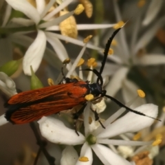 Snellenia lineata at Mount Ainslie - 10 Jan 2024