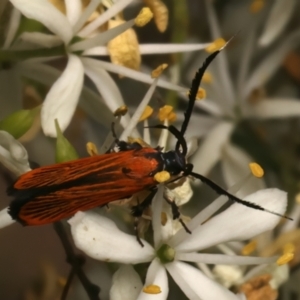 Snellenia lineata at Mount Ainslie - 10 Jan 2024