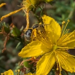 Lasioglossum (Chilalictus) sp. (genus & subgenus) (Halictid bee) at Ainslie, ACT - 10 Jan 2024 by emmelinenorris