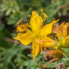 Lasioglossum (Chilalictus) sp. (genus & subgenus) at Ainslie Volcanics Grassland (AGQ) - 11 Jan 2024