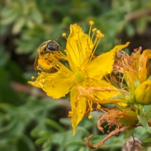 Lasioglossum (Chilalictus) sp. (genus & subgenus) at Ainslie Volcanics Grassland (AGQ) - 11 Jan 2024