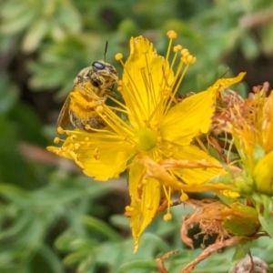 Lasioglossum (Chilalictus) sp. (genus & subgenus) at Ainslie Volcanics Grassland (AGQ) - 11 Jan 2024