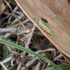 Conocephalus semivittatus (Meadow katydid) at Ainslie volcanic grassland - 10 Jan 2024 by emmelinenorris