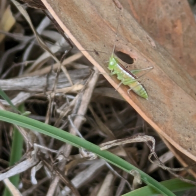 Conocephalus semivittatus (Meadow katydid) at Ainslie, ACT - 10 Jan 2024 by emmelinenorris