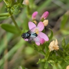 Calliphora vicina (European bluebottle) at Ainslie, ACT - 10 Jan 2024 by emmelinenorris