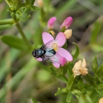 Calliphora vicina (European bluebottle) at Ainslie Volcanics Grassland (AGQ) - 11 Jan 2024 by emmelinenorris