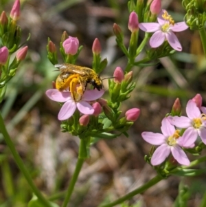 Lasioglossum (Chilalictus) sp. (genus & subgenus) at Ainslie Volcanics Grassland (AGQ) - 11 Jan 2024 09:17 AM