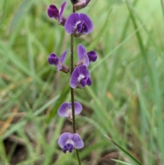 Glycine tabacina (Variable Glycine) at Ainslie Volcanics Grassland (AGQ) - 11 Jan 2024 by emmelinenorris