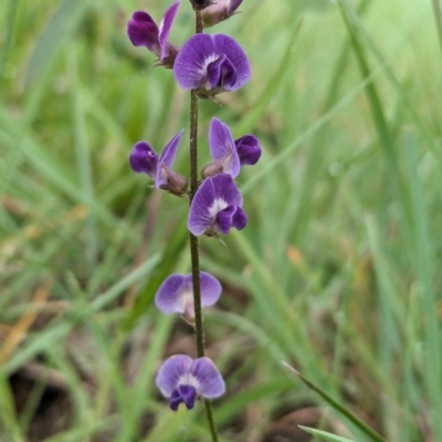 Glycine tabacina (Variable Glycine) at Ainslie volcanic grassland - 10 Jan 2024 by emmelinenorris