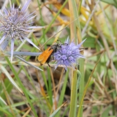 Pompilidae (family) (Unidentified Spider wasp) at Budjan Galindji (Franklin Grassland) Reserve - 5 Jan 2024 by JenniM