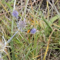 Pompilidae (family) at Franklin Grassland (FRA_5) - 5 Jan 2024