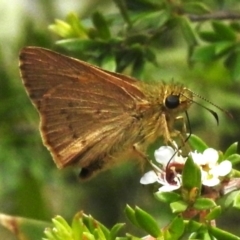 Timoconia flammeata (Bright Shield-skipper) at Tharwa, ACT - 10 Jan 2024 by JohnBundock