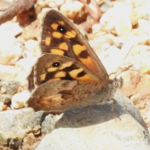 Geitoneura klugii at Namadgi National Park - 10 Jan 2024