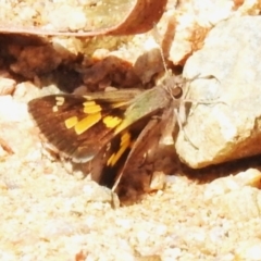 Trapezites phigalioides (Montane Ochre) at Namadgi National Park - 10 Jan 2024 by JohnBundock