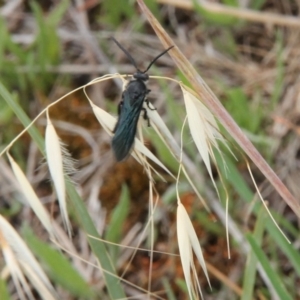 Austroscolia soror at Franklin Grassland (FRA_5) - 5 Jan 2024