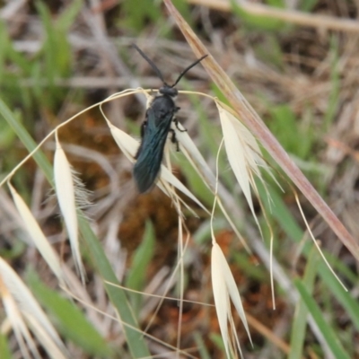 Austroscolia soror (Blue Flower Wasp) at Franklin Grassland (FRA_5) - 5 Jan 2024 by JenniM