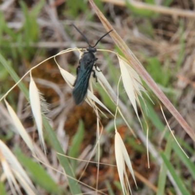 Unidentified Wasp (Hymenoptera, Apocrita) at Harrison, ACT - 5 Jan 2024 by JenniM