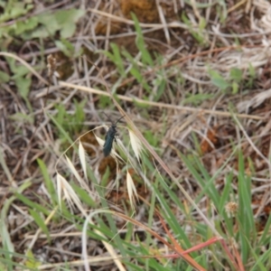 Austroscolia soror at Franklin Grassland (FRA_5) - 5 Jan 2024