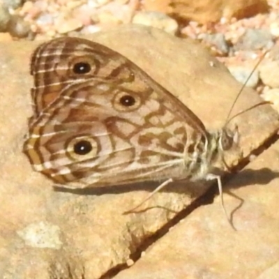 Geitoneura acantha (Ringed Xenica) at Namadgi National Park - 9 Jan 2024 by JohnBundock