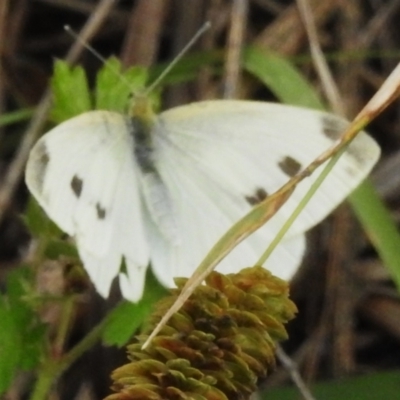 Pieris rapae (Cabbage White) at Tharwa, ACT - 9 Jan 2024 by JohnBundock