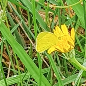 Eurema smilax at Cooleman Ridge - 8 Jan 2024 04:25 PM